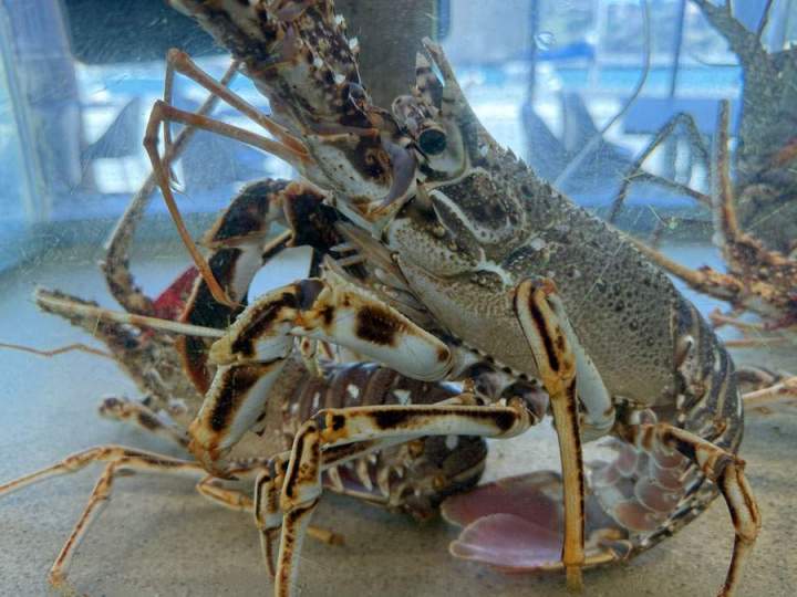 Restaurant fruits de mers